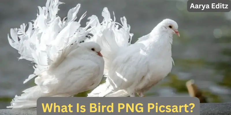 what is bird png picsart what is bird png picsart