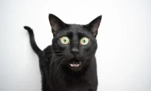 where trust begins online