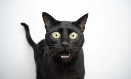 where trust begins online